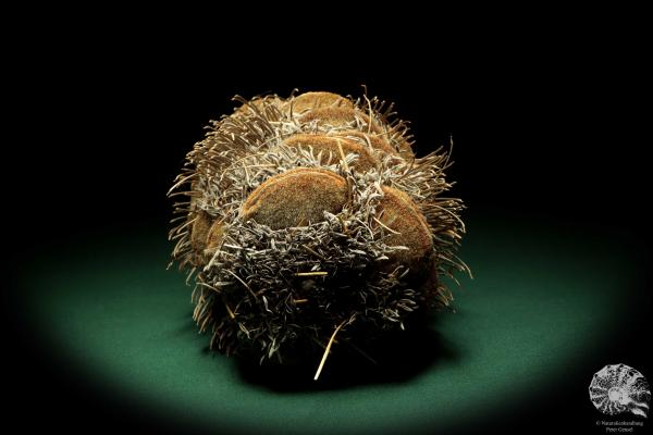 Banksia speciosa (19078) eine Trockenfrucht aus Australien | Trockenfrüchte