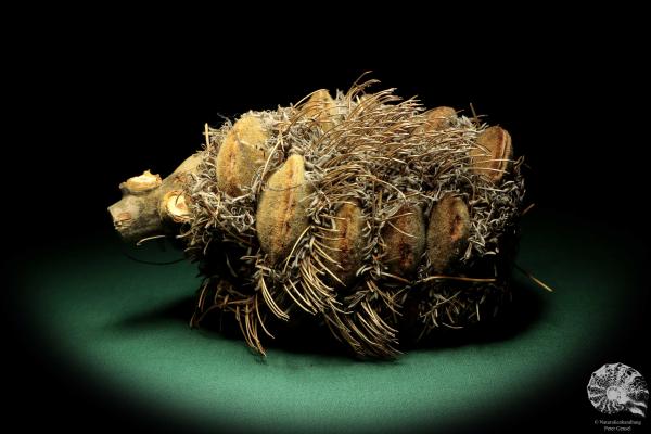 Banksia speciosa (19078) a dried fruit from Australia | Dried fruit