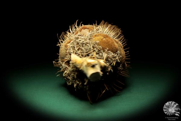 Banksia speciosa (19078) a dried fruit from Australia | Dried fruit