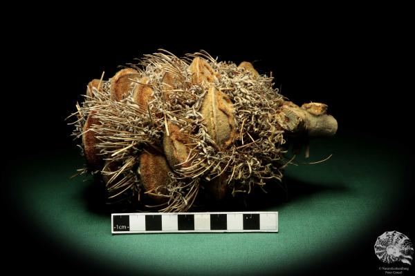 Banksia speciosa (19078) eine Trockenfrucht aus Australien | Trockenfrüchte