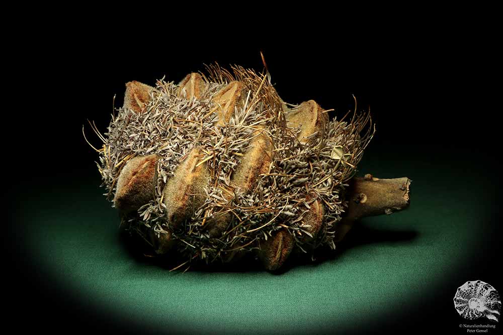 Banksia speciosa (19079) eine Trockenfrucht aus Australien | Trockenfrüchte