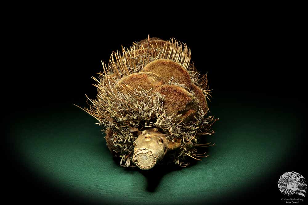 Banksia speciosa (19079) a dried fruit from Australia | Dried fruit