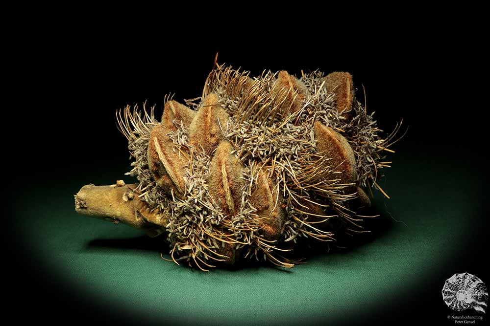 Banksia speciosa (19079) a dried fruit from Australia | Dried fruit