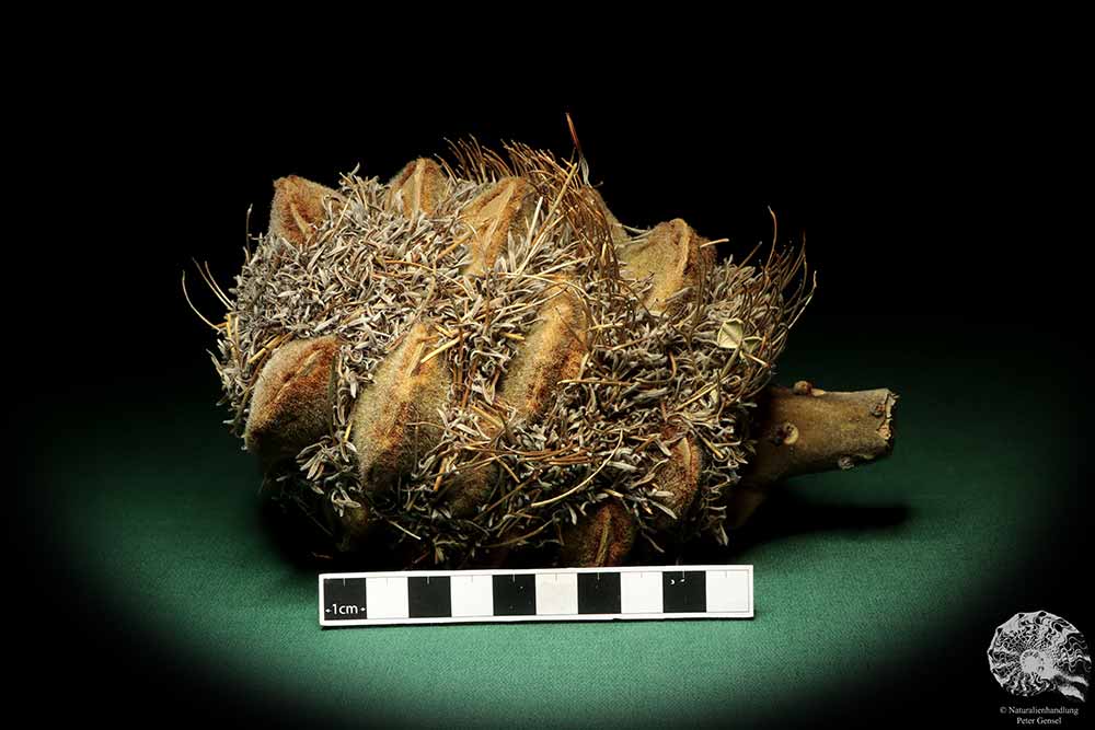 Banksia speciosa (19079) a dried fruit from Australia | Dried fruit