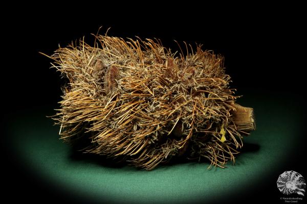 Banksia speciosa (19080) a dried fruit from Australia | Dried fruit