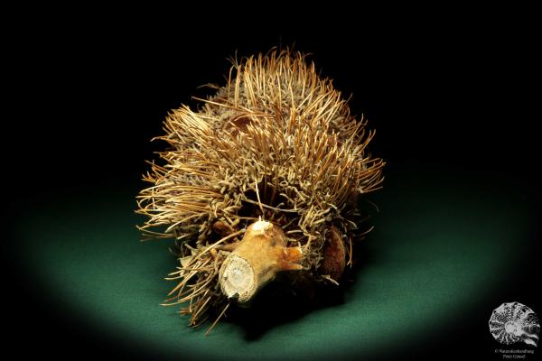 Banksia speciosa (19080) a dried fruit from Australia | Dried fruit