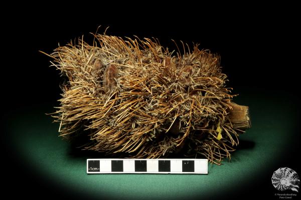 Banksia speciosa (19080) eine Trockenfrucht aus Australien | Trockenfrüchte