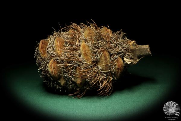 Banksia speciosa (19081) a dried fruit from Australia | Dried fruit