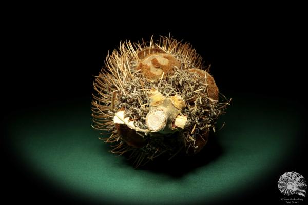 Banksia speciosa (19081) eine Trockenfrucht aus Australien | Trockenfrüchte