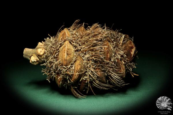 Banksia speciosa (19081) a dried fruit from Australia | Dried fruit