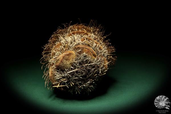 Banksia speciosa (19081) a dried fruit from Australia | Dried fruit