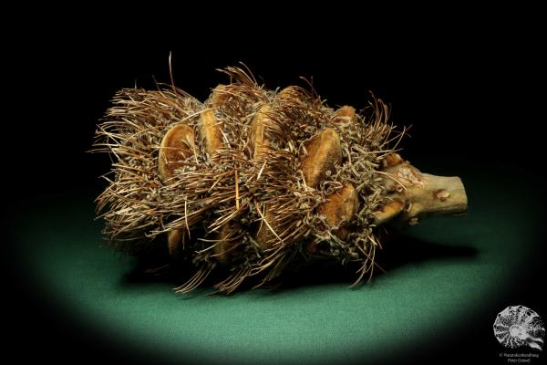 Banksia speciosa (19082) eine Trockenfrucht aus Australien | Trockenfrüchte