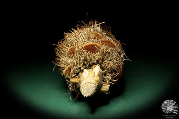 Banksia speciosa (19082) a dried fruit from Australia | Dried fruit