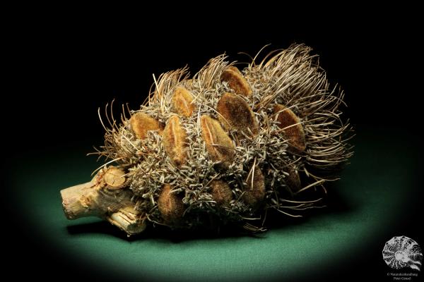 Banksia speciosa (19082) a dried fruit from Australia | Dried fruit