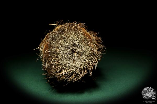 Banksia speciosa (19082) a dried fruit from Australia | Dried fruit