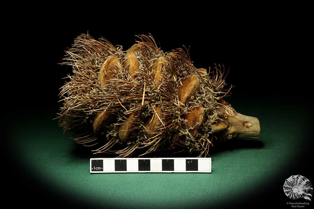 Banksia speciosa (19082) eine Trockenfrucht aus Australien | Trockenfrüchte