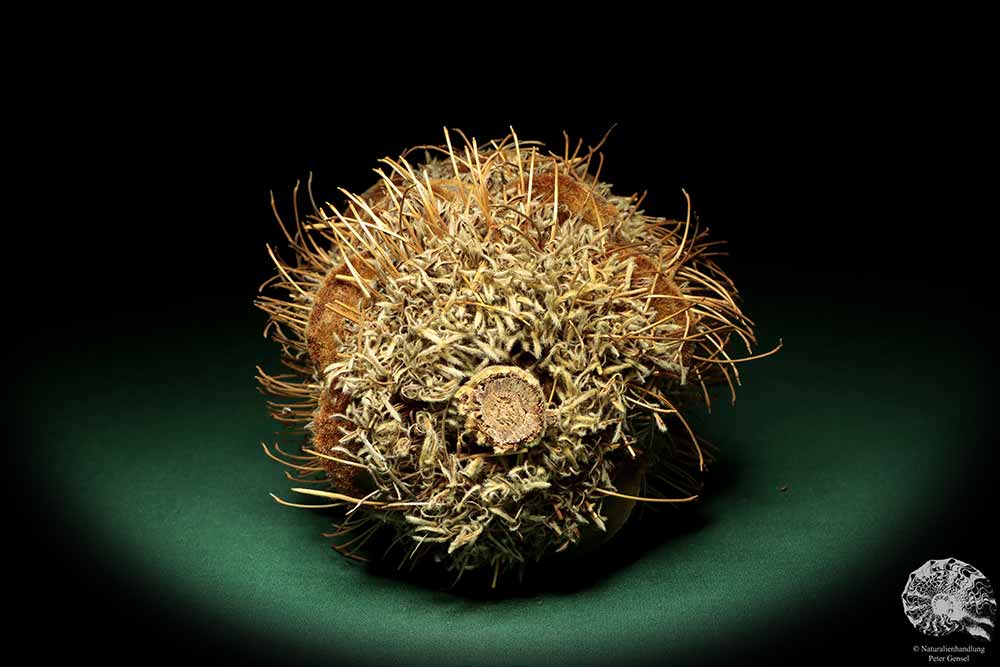 Banksia speciosa (19085) eine Trockenfrucht aus Australien | Trockenfrüchte