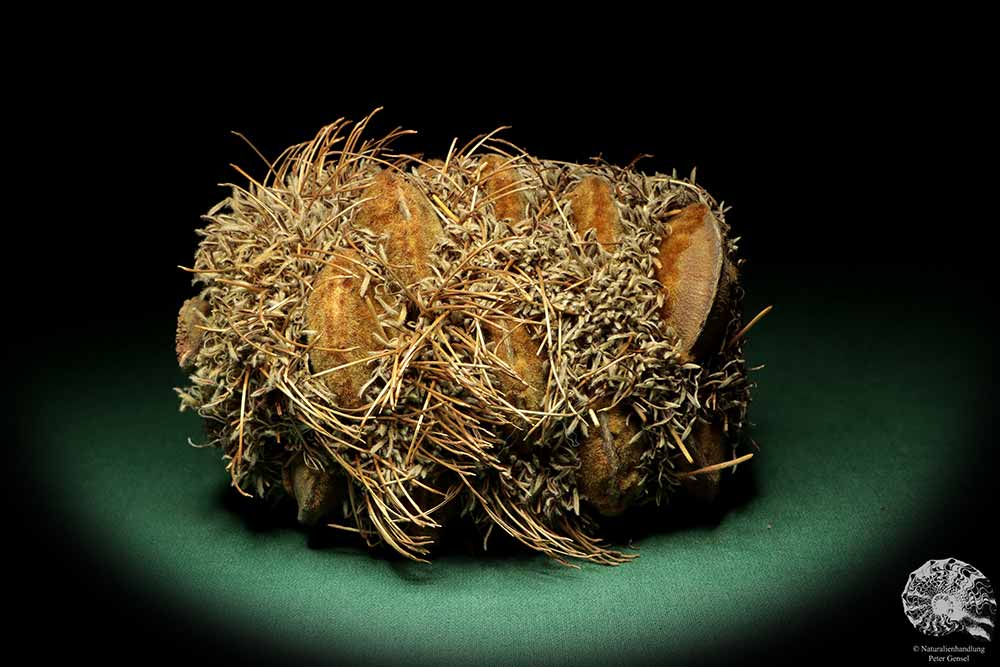 Banksia speciosa (19085) a dried fruit from Australia | Dried fruit