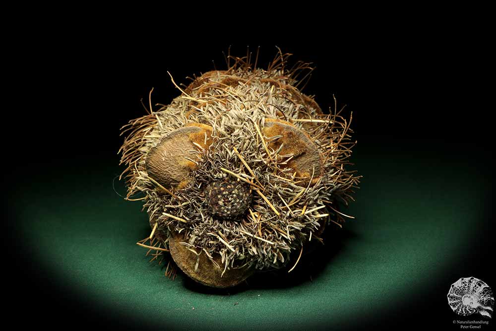 Banksia speciosa (19085) a dried fruit from Australia | Dried fruit