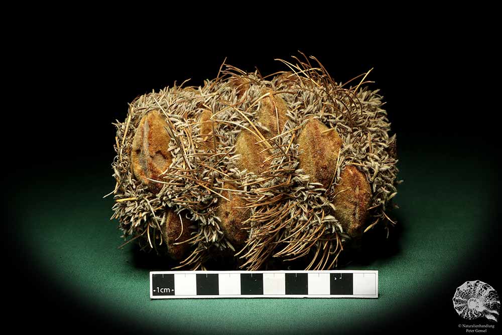 Banksia speciosa (19085) a dried fruit from Australia | Dried fruit