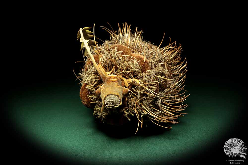 Banksia speciosa (19088) a dried fruit from Australia | Dried fruit