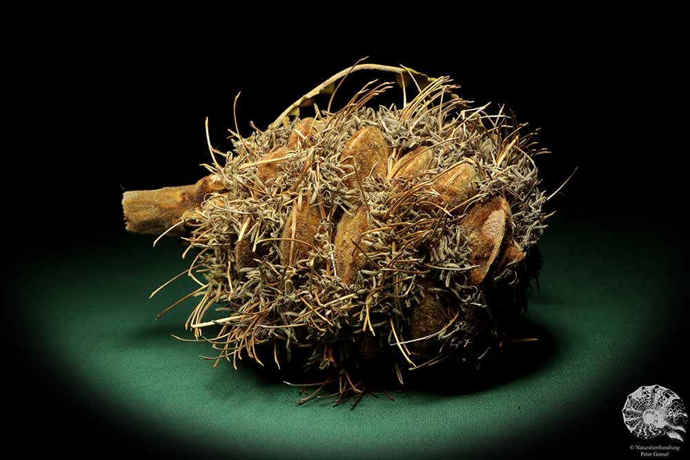 Banksia speciosa (19088) a dried fruit from Australia | Dried fruit