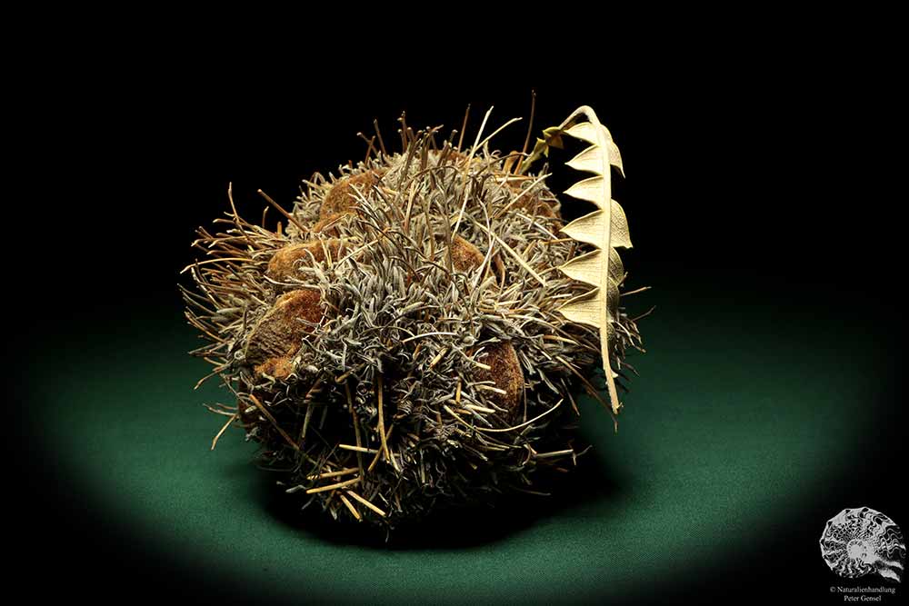 Banksia speciosa (19088) a dried fruit from Australia | Dried fruit