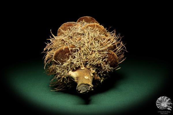 Banksia speciosa (19089) a dried fruit from Australia | Dried fruit