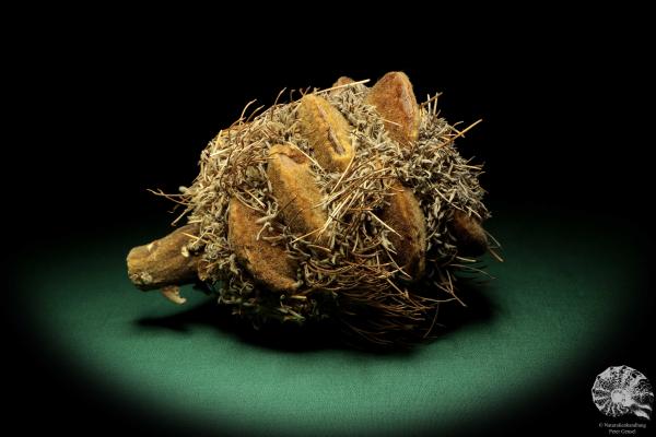 Banksia speciosa (19089) a dried fruit from Australia | Dried fruit