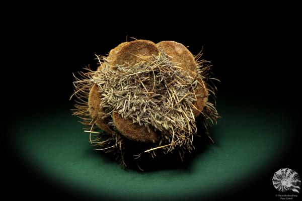 Banksia speciosa (19089) a dried fruit from Australia | Dried fruit