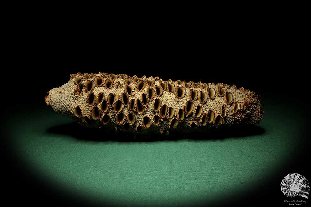 Banksia grandis (19106) eine Trockenfrucht aus Australien | Trockenfrüchte