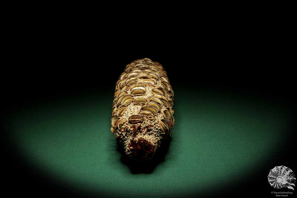 Banksia grandis (19106) a dried fruit from Australia | Dried fruit