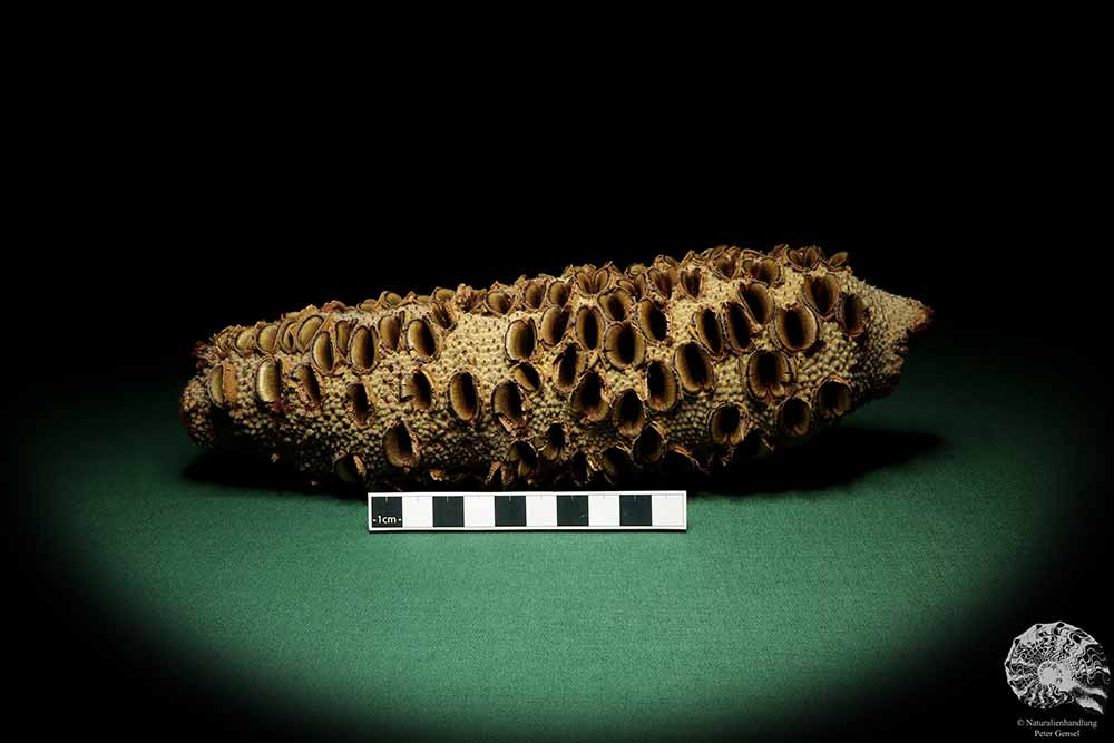 Banksia grandis (19106) a dried fruit from Australia | Dried fruit