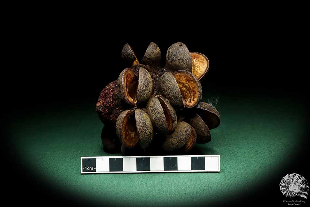 Banksia speciosa (19149) a dried fruit from Australia | Dried fruit