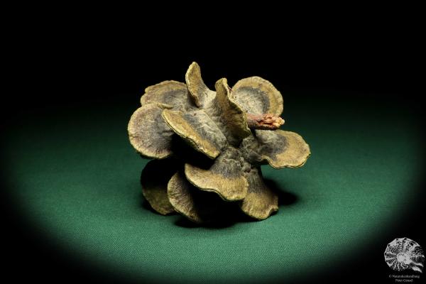 Banksia laricina (19150) a dried fruit from Australia | Dried fruit