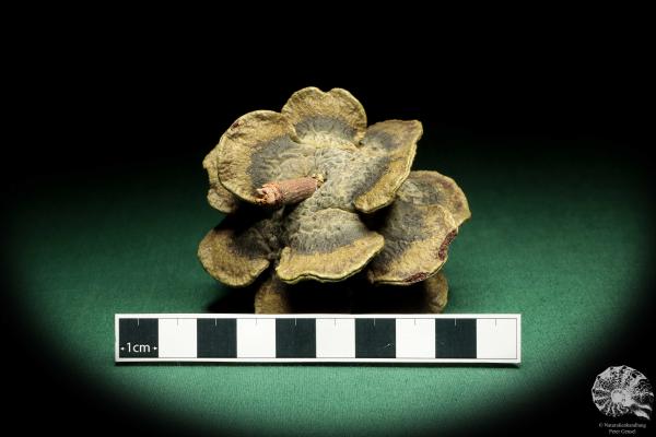 Banksia laricina (19150) eine Trockenfrucht aus Australien | Trockenfrüchte