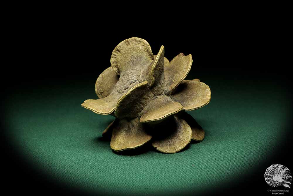 Banksia laricina (19168) a dried fruit from Australia | Dried fruit