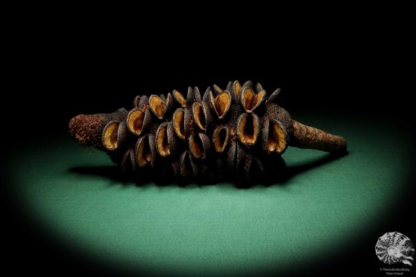 Banksia media (19195) a dried fruit from Australia | Dried fruit