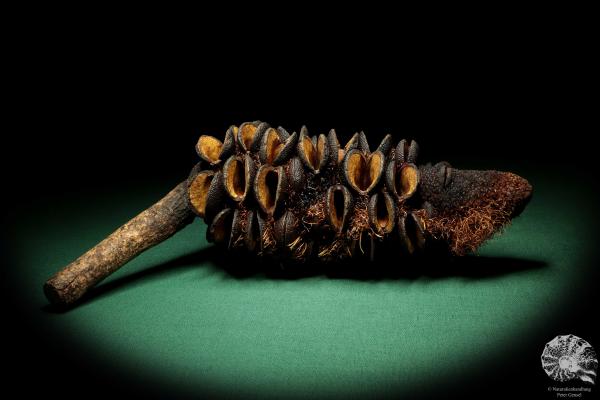 Banksia media (19195) a dried fruit from Australia | Dried fruit