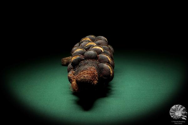 Banksia media (19195) a dried fruit from Australia | Dried fruit