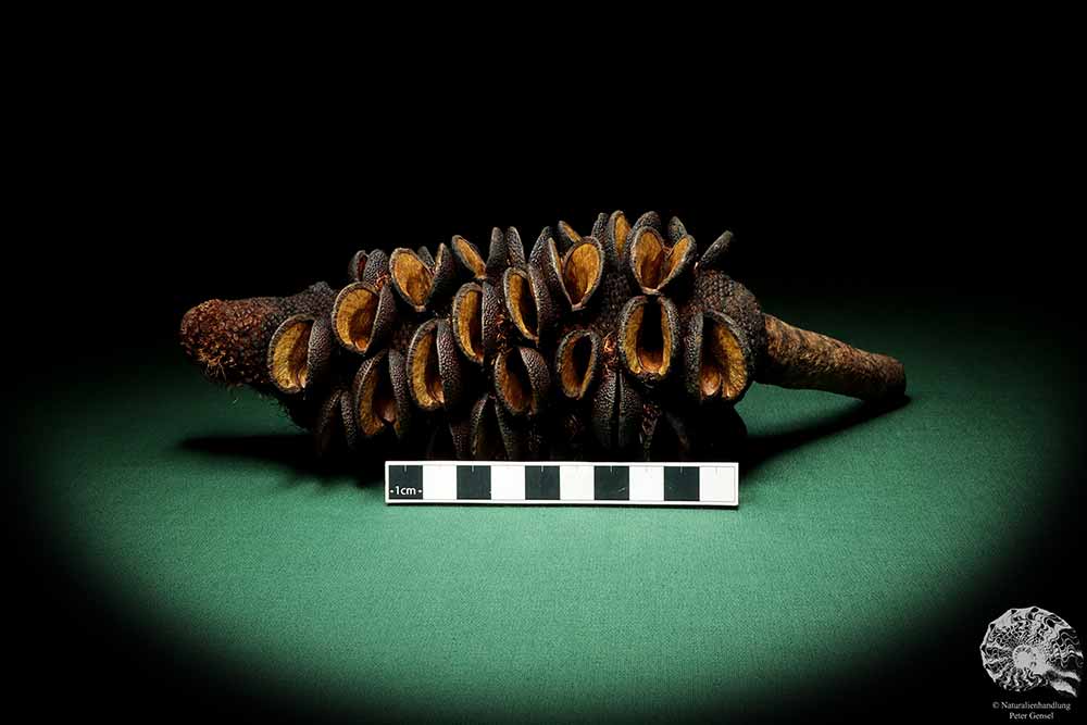 Banksia media (19195) a dried fruit from Australia | Dried fruit