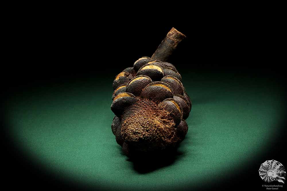 Banksia media (19199) a dried fruit from Australia | Dried fruit