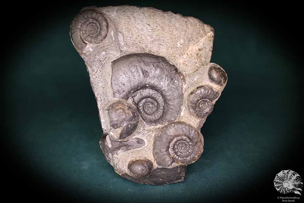 Platyclymenia spec. & Imitoceras spec. & Goniatitidae ssp. (192) a cephalopod from Morocco | Fossils | Cephalopods