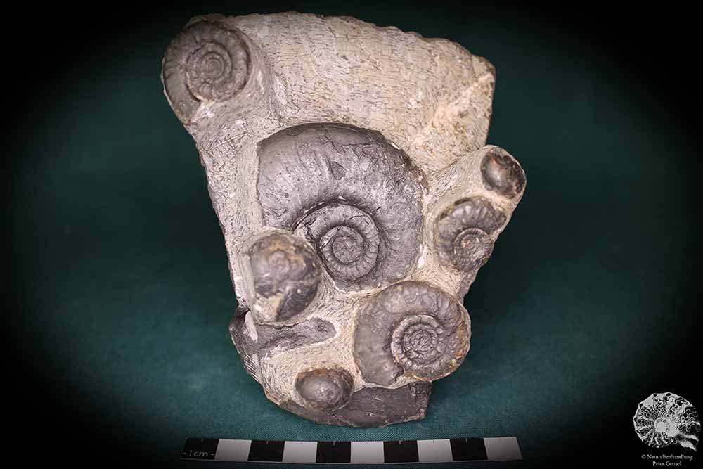 Platyclymenia spec. & Imitoceras spec. & Goniatitidae ssp. (192) a cephalopod from Morocco | Fossils | Cephalopods