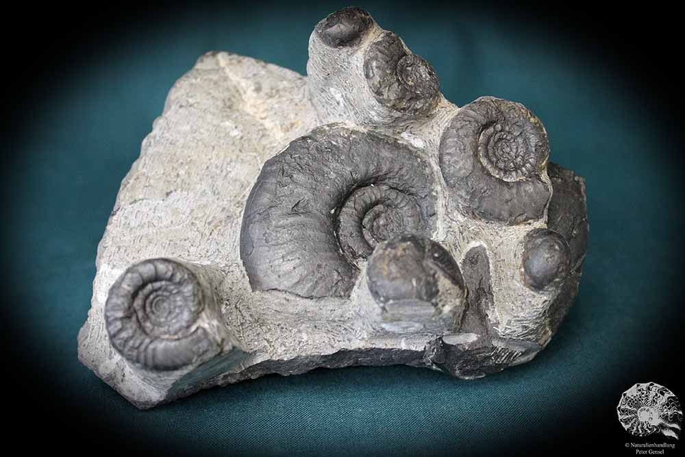 Platyclymenia spec. & Imitoceras spec. & Goniatitidae ssp. (192) a cephalopod from Morocco | Fossils | Cephalopods