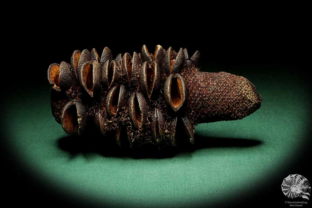 Banksia media (19217) a dried fruit from Australia | Dried fruit