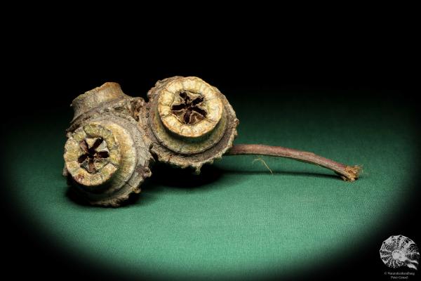 Eucalyptus youngiana (19266) a dried fruit from Australia | Dried fruit