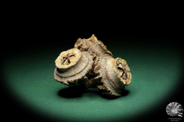 Eucalyptus youngiana (19266) a dried fruit from Australia | Dried fruit