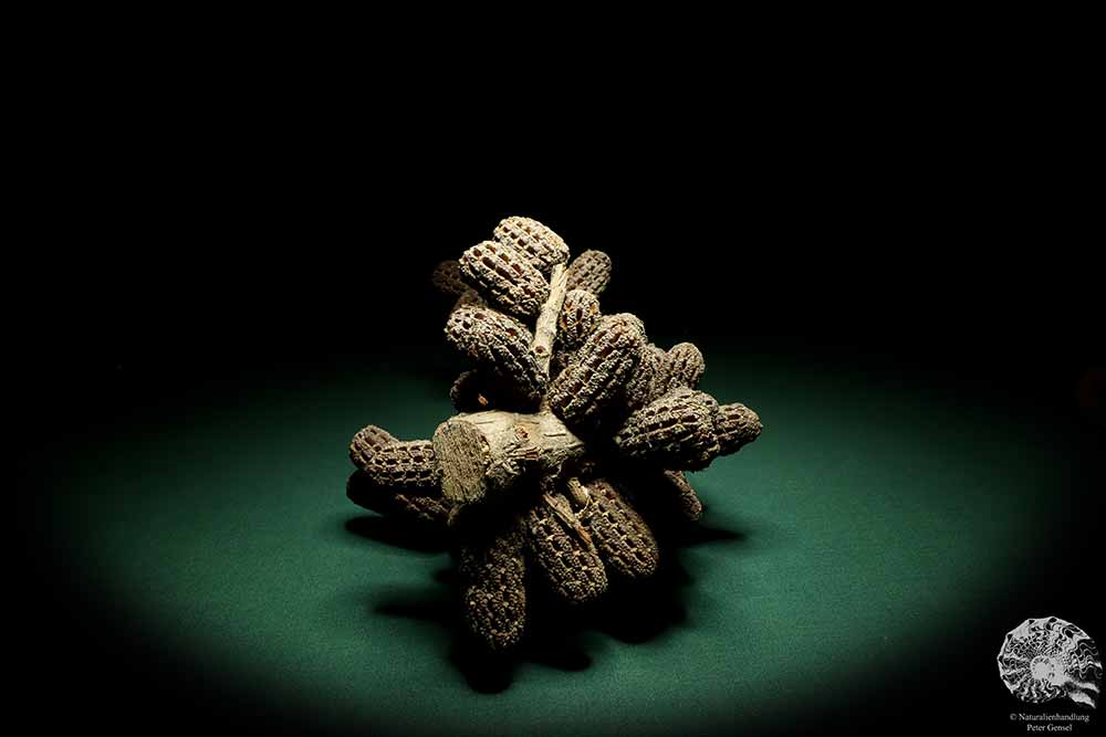 Allocasuarina humilis (19284) eine Trockenfrucht aus Westliches Australien | Trockenfrüchte