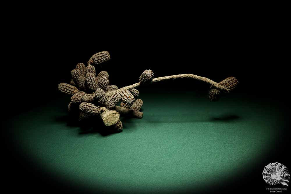 Allocasuarina humilis (19284) a dried fruit from Western Australia | Dried fruit